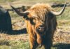You get horny when you’re homeless brown yak on grasses during daytime