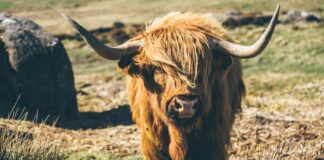 You get horny when you’re homeless brown yak on grasses during daytime