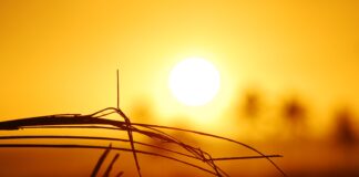 brown liquor brown grass during sunrise