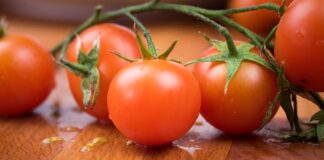 I am but an aphid chewing the leaves of a tomato plant and counting the days bunch of red tomatoes