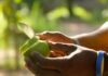 Sunday Morning person holding green heart shaped leaf