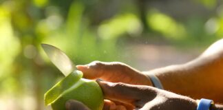 Sunday Morning person holding green heart shaped leaf