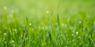 In the green, green grass close photo of green grass