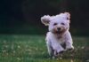 Whistle Stop shallow focus photography of white shih tzu puppy running on the grass