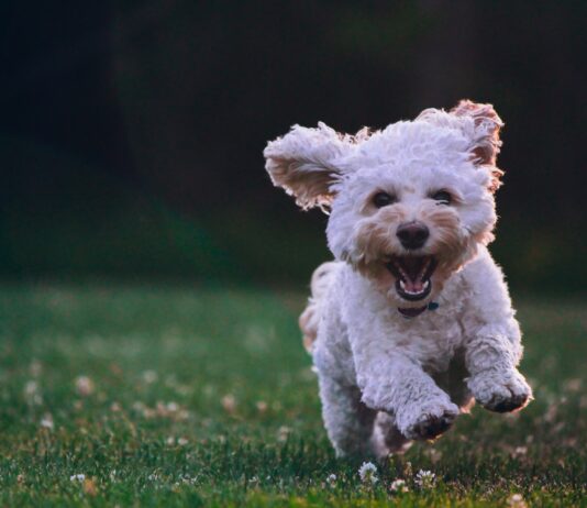 Whistle Stop shallow focus photography of white shih tzu puppy running on the grass