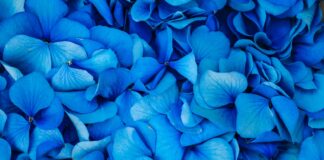 Blue Flowers blue flowers with green leaves