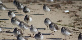 Saved by the Spell flock of gray birds on selective focus photography