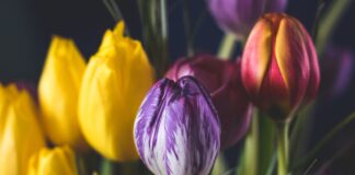 Torturous Vessel yellow, pink, and purple flowers