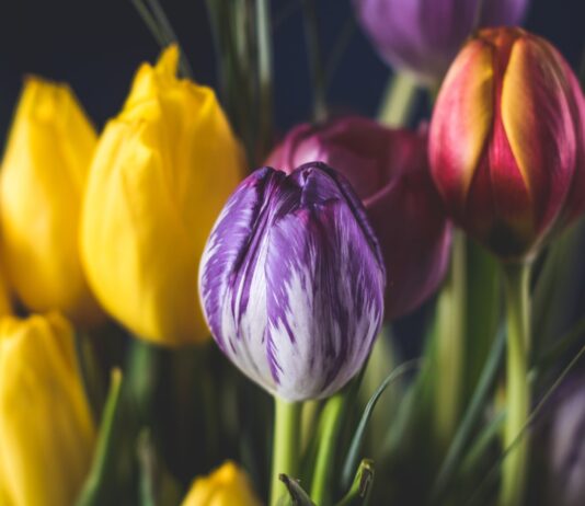 Torturous Vessel yellow, pink, and purple flowers